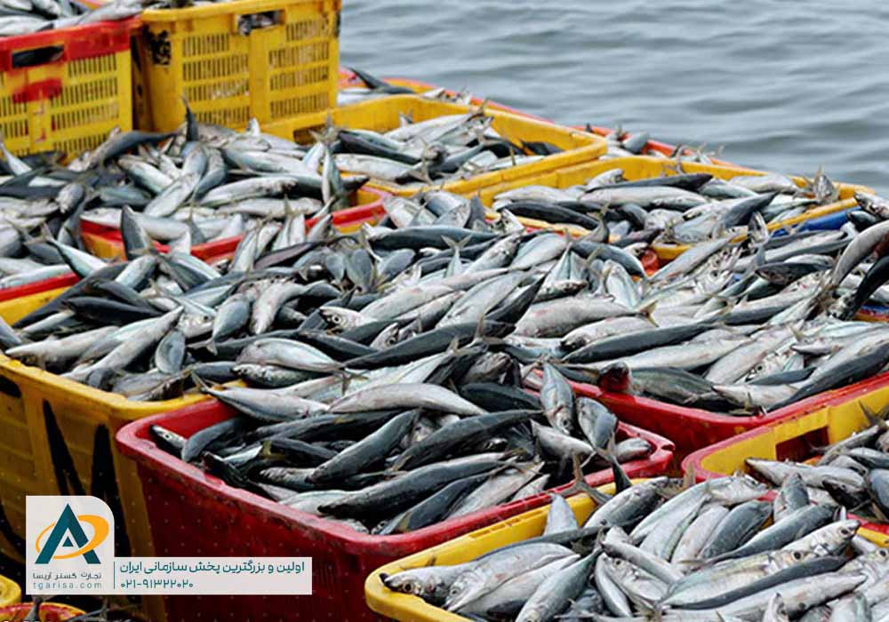 طرح کشت نو بانک تجارت